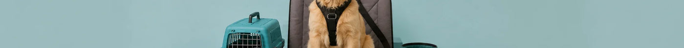 Pet Seat Belts: Legal Requirements, Safety Rules, and Why They Matter