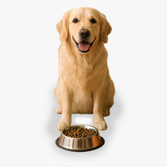 Collection image for: Pet Supplies