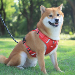 Collection image for: Pet Seat Belts