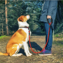 Collection image for: Pet Leashes