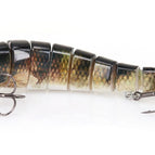 Trout C2355